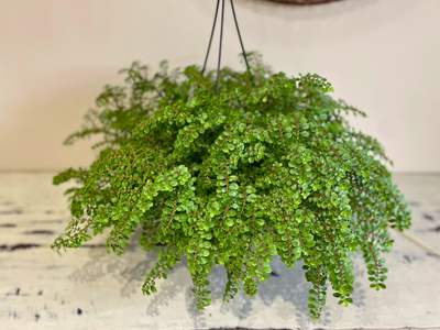 Artillery plant
