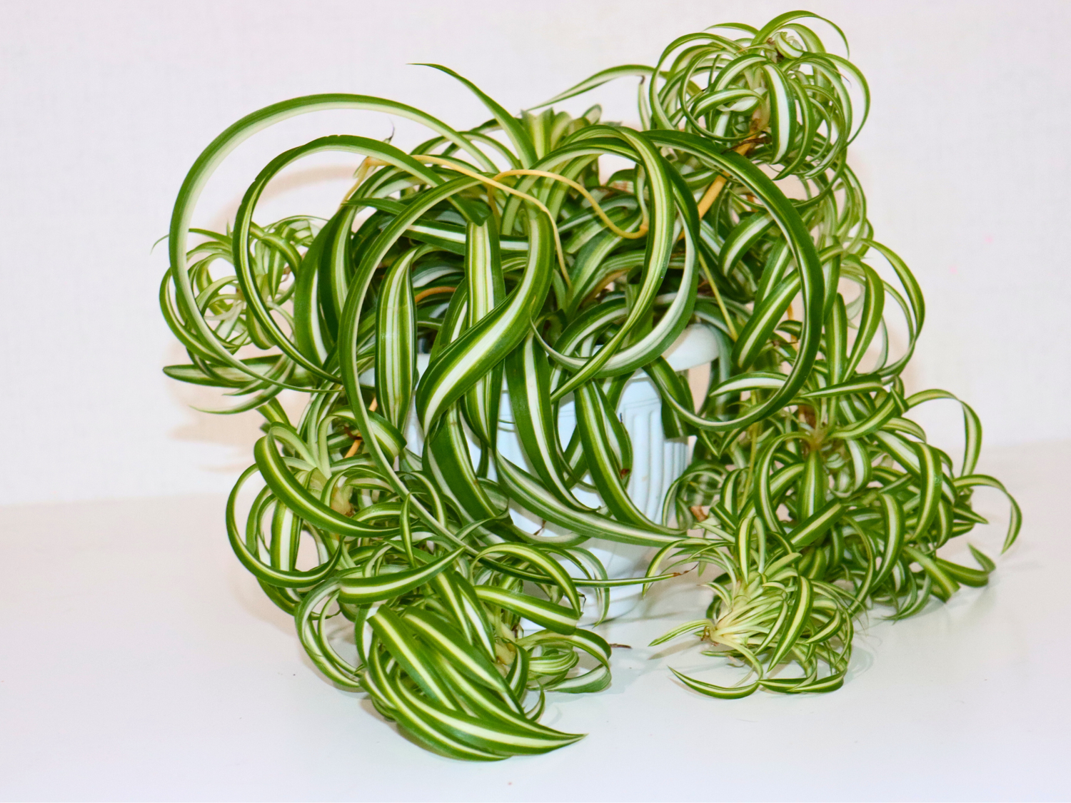 Spider Plant Yellow wave