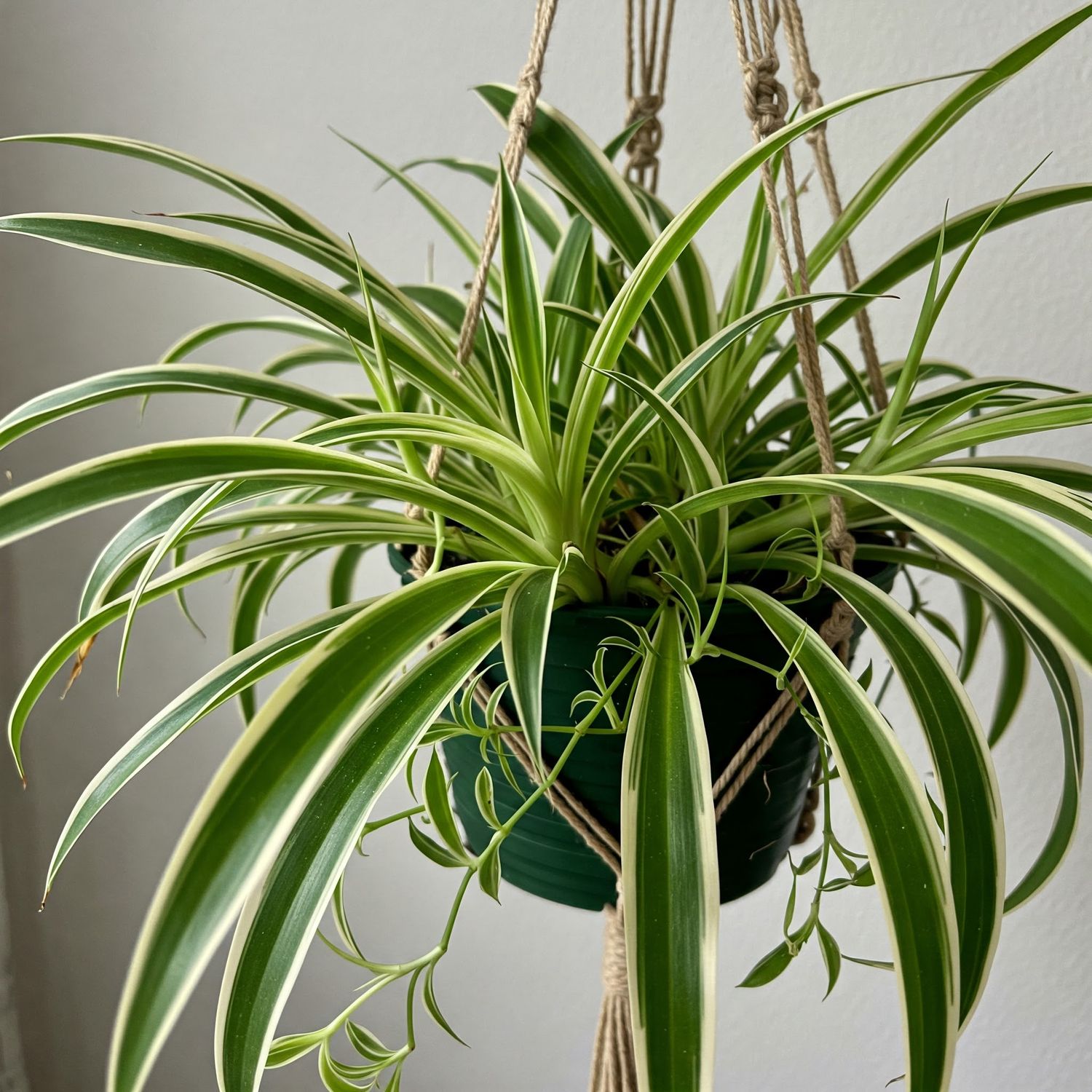 Spider Plant reversed