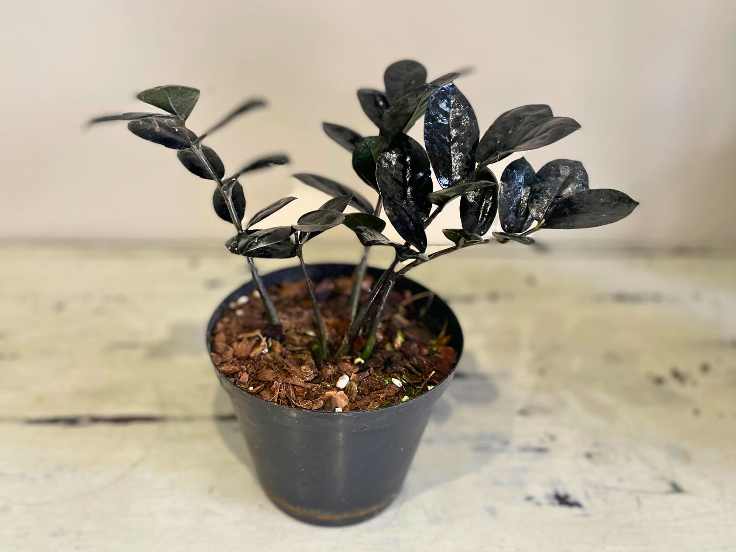ZZ Plant Raven, Choose your pot: 14cm Standard nursery pot