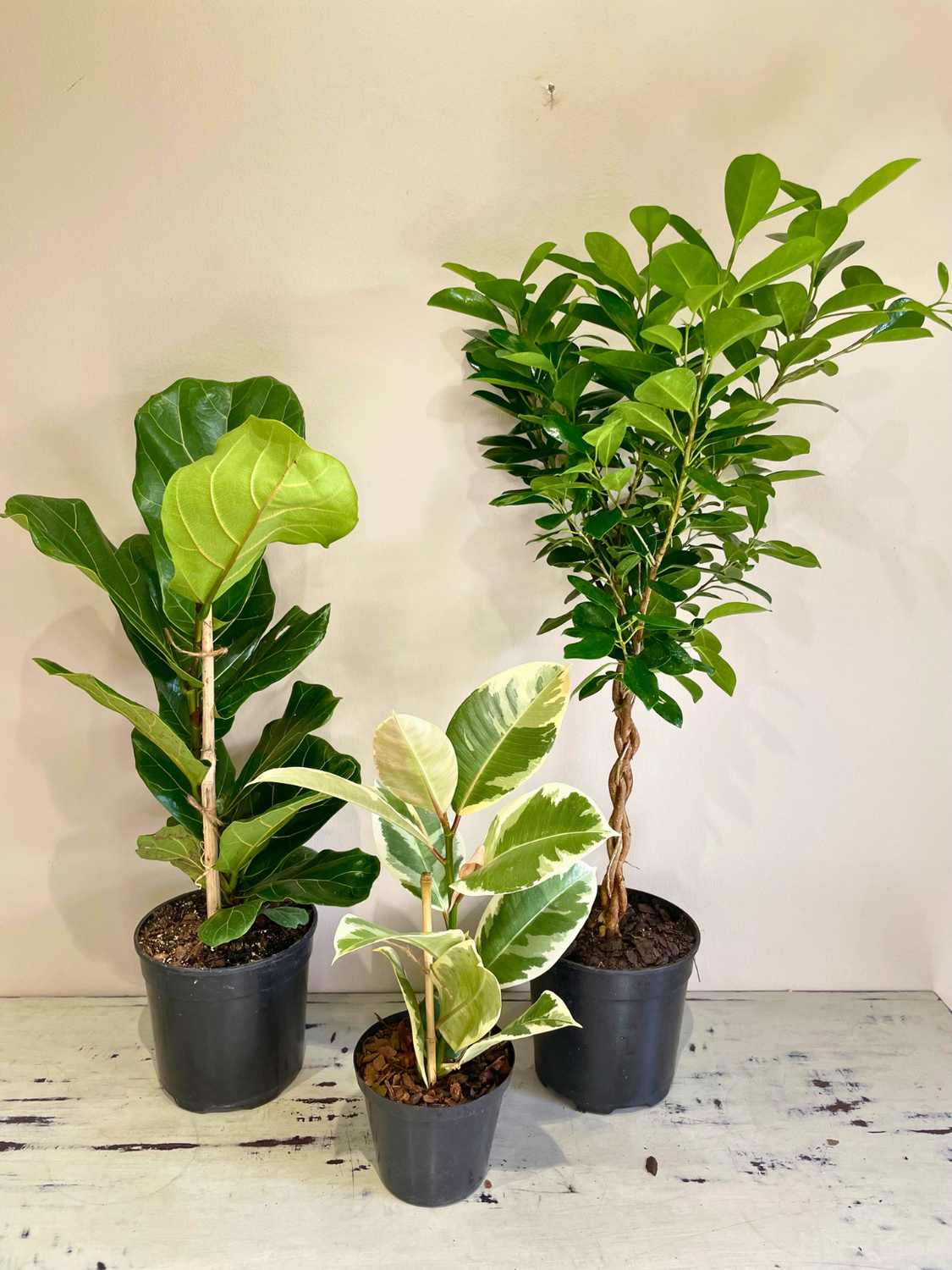 Ficus combo