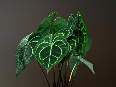 Velvet anthurium