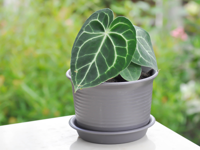 Velvet anthurium