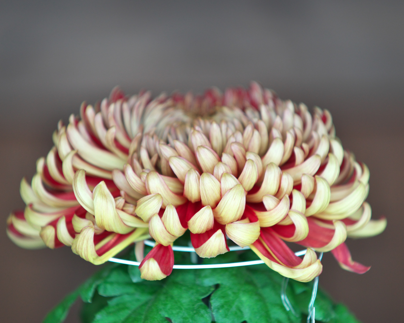 Chrysanth Single stem