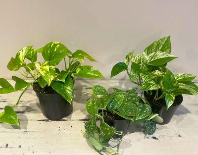 Pothos Trio