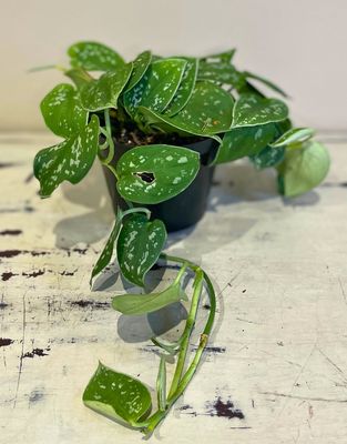 Pothos Trio