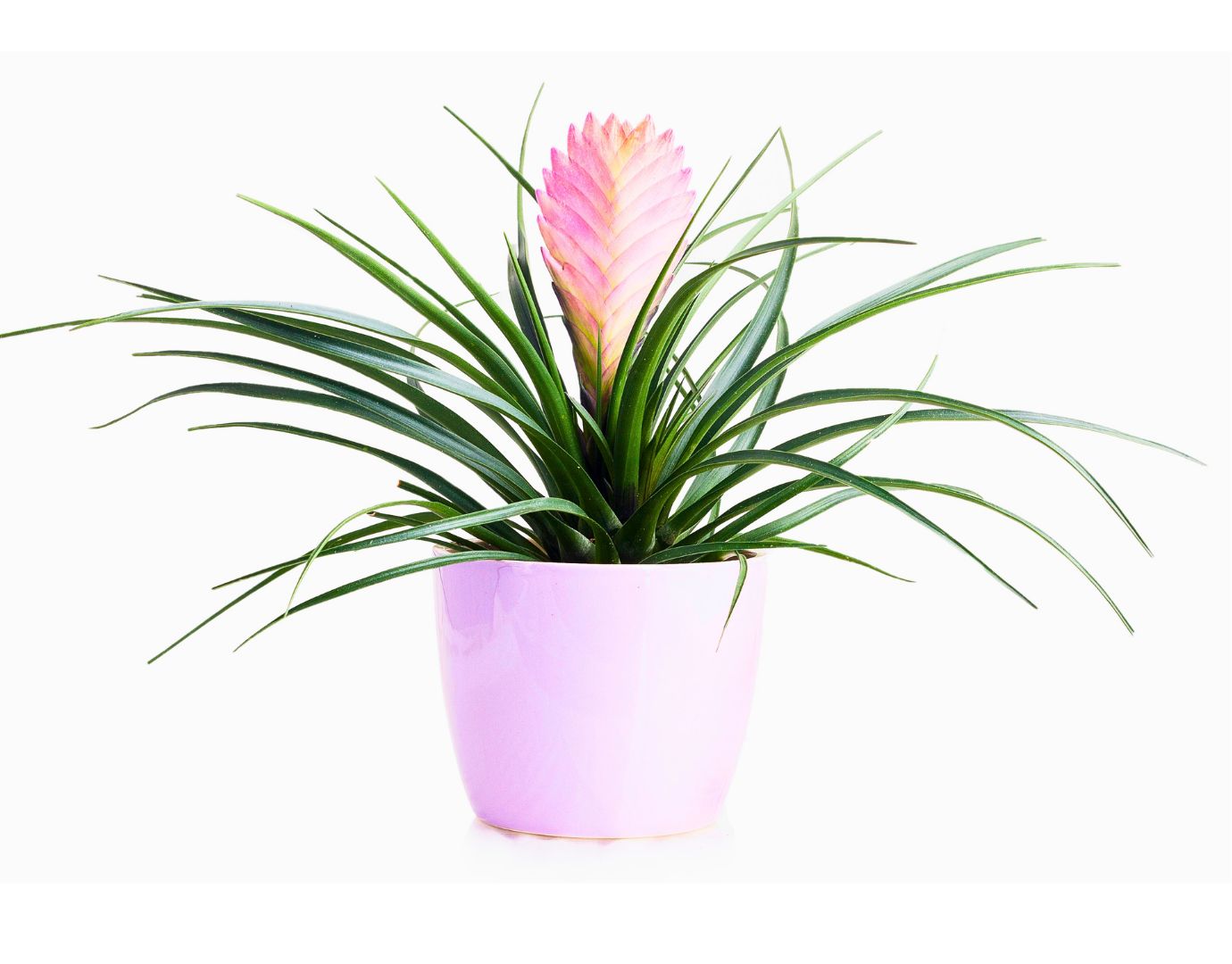 Pink quill plant