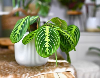 Prayer Plant Lemon and lime
