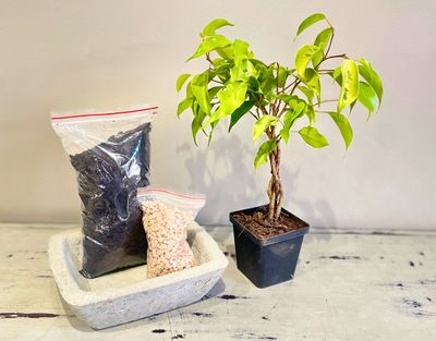 Bonsai DIY kit Ficus