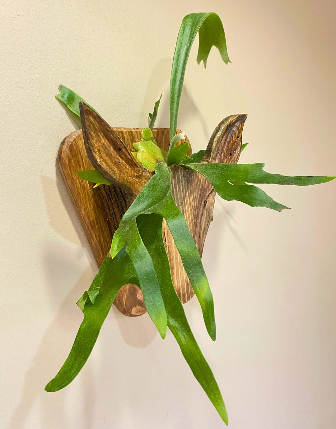 Staghorn Fern mounted on buck head 2D