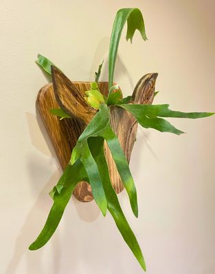 Staghorn Fern mounted on buck head 2D