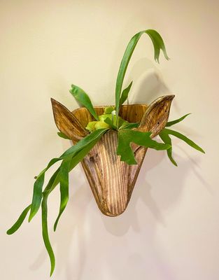 Staghorn Fern mounted on buck head 2D