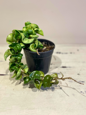 Krinkle kurl wax plant