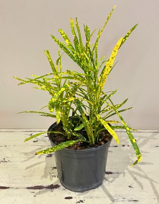 Croton - Gold finger