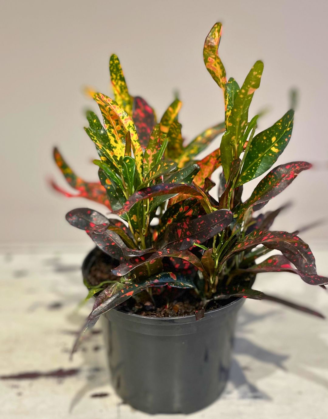 Croton - Bush fire