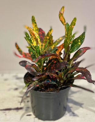 Croton - Bush fire