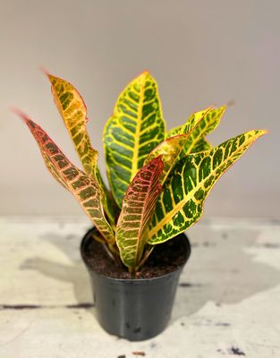 Croton - Joseph's Coat
