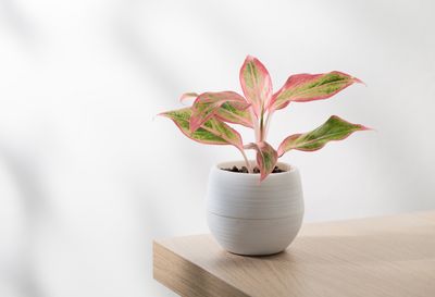 Chinese Evergreen - Aurora pink