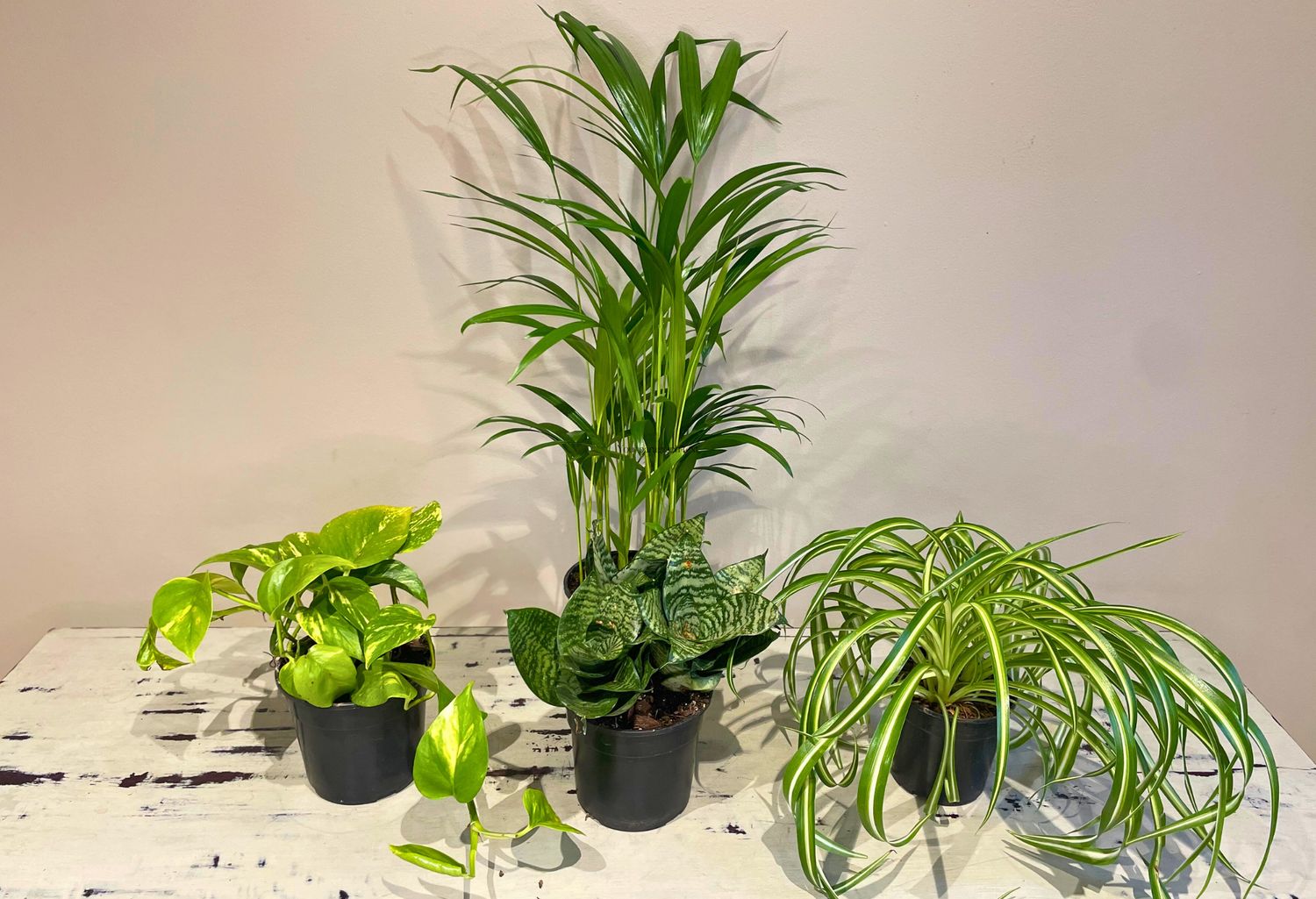 Air Purifier Combo