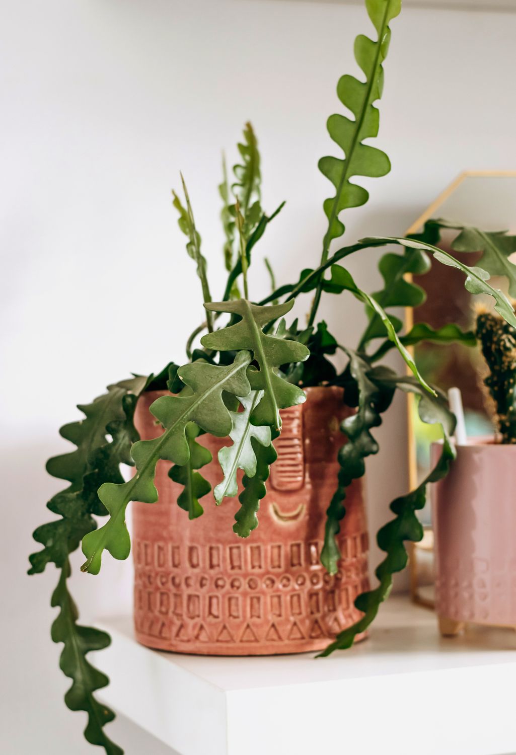 Fishbone cactus
