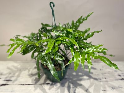 Kangaroo fern