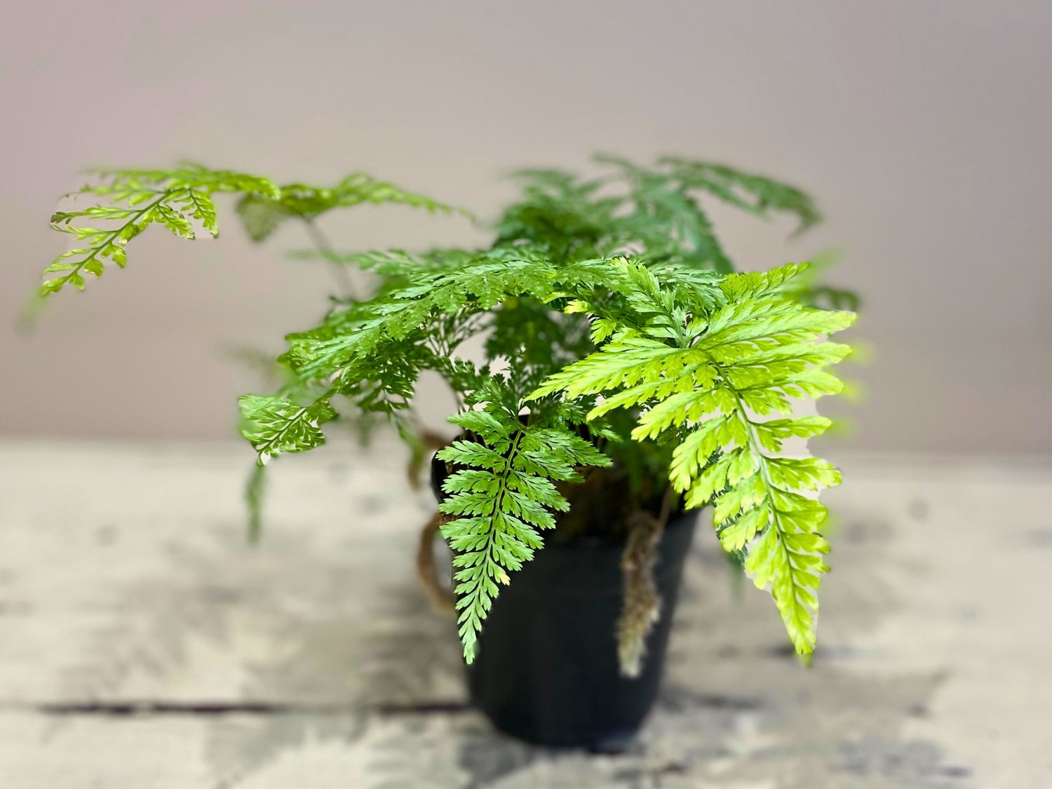 Rabbits Foot Fern, Choose your size and pot: 12cm Standard nursery pot