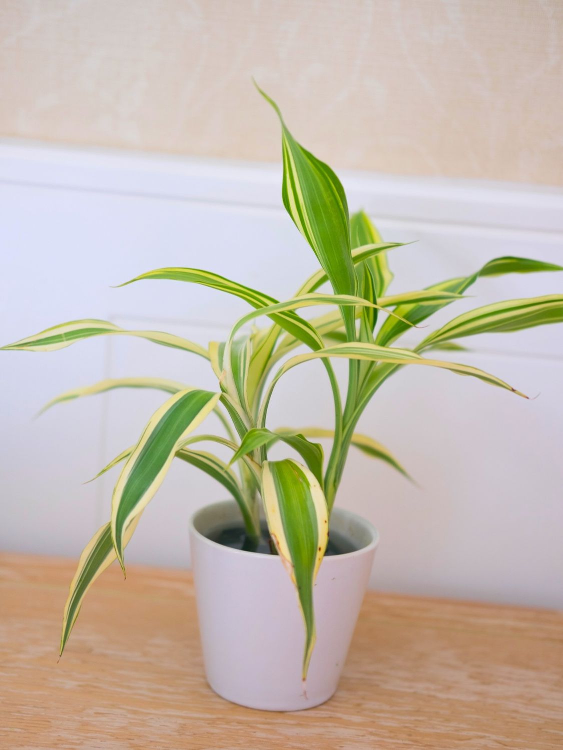 Lucky Bamboo