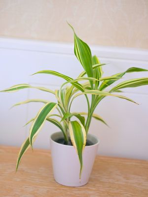 Lucky Bamboo