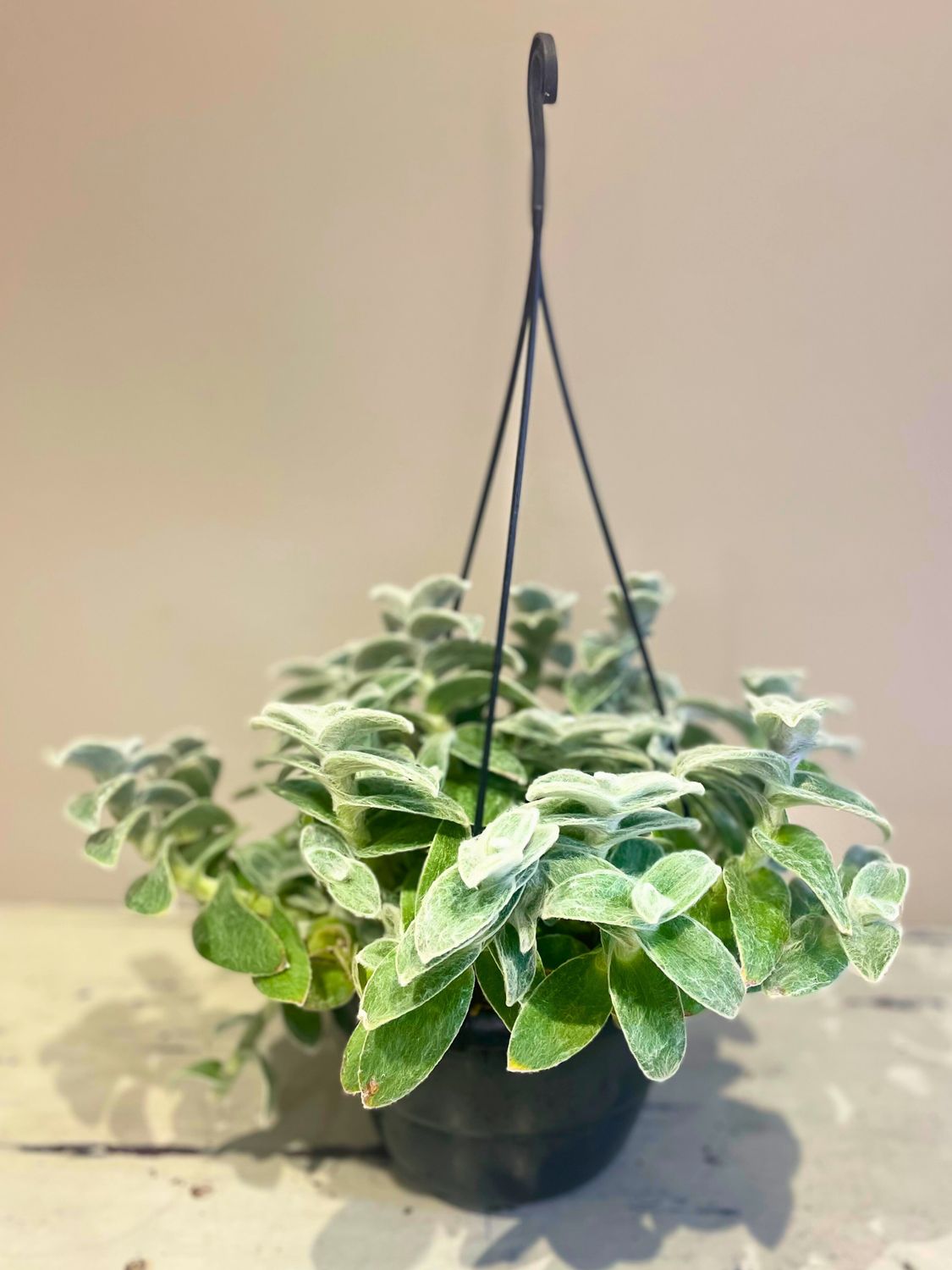 White velvet plant