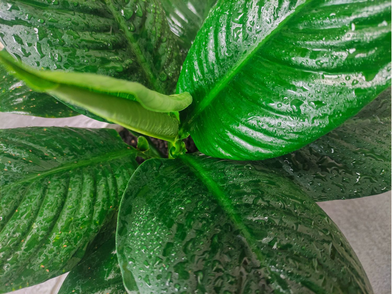 Peace Lily sensation