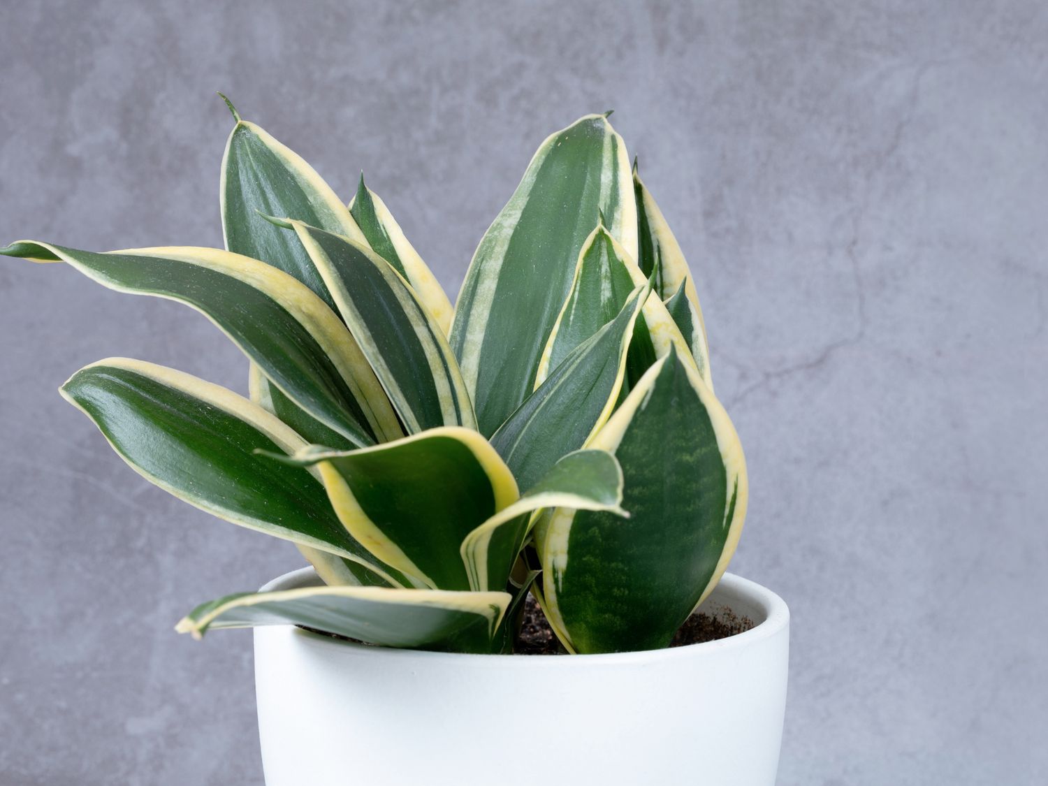Snake Plant Birds nest 2 tone