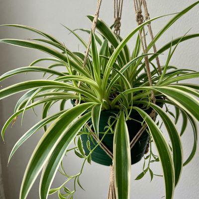 Spider Plant reversed