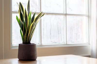 Snake Plant Golden Futura