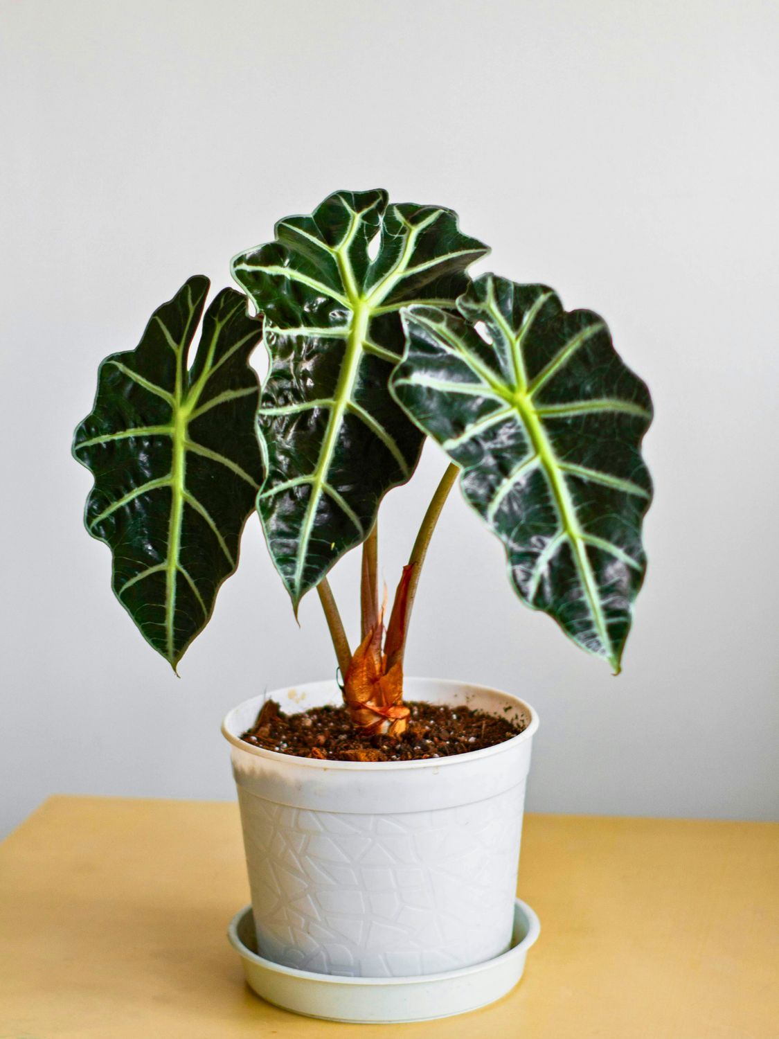 Amazonica Elephant Ears