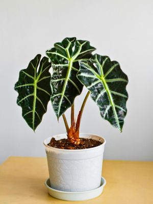 Amazonica Elephant Ears