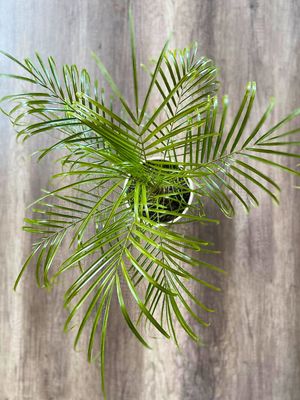 Pygmy date palm