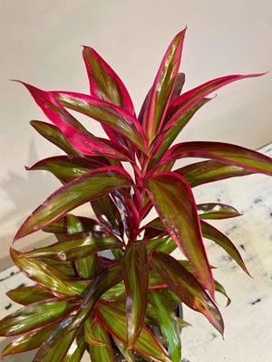 Red Edge Cordyline