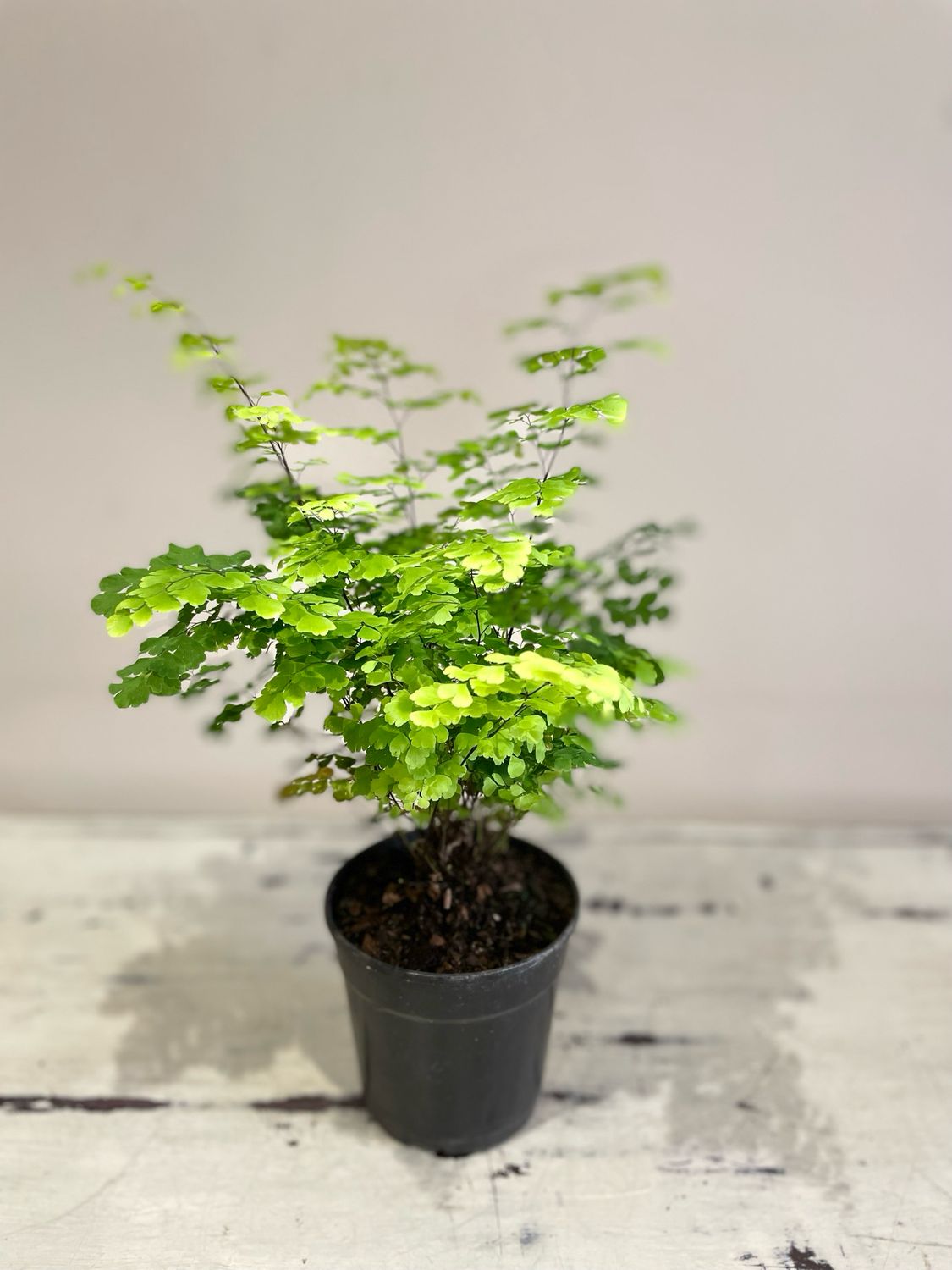Maidenhair Fern, Choose your size and pot: 12cm Standard nursery pot