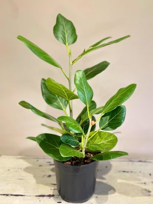 Audrey fig