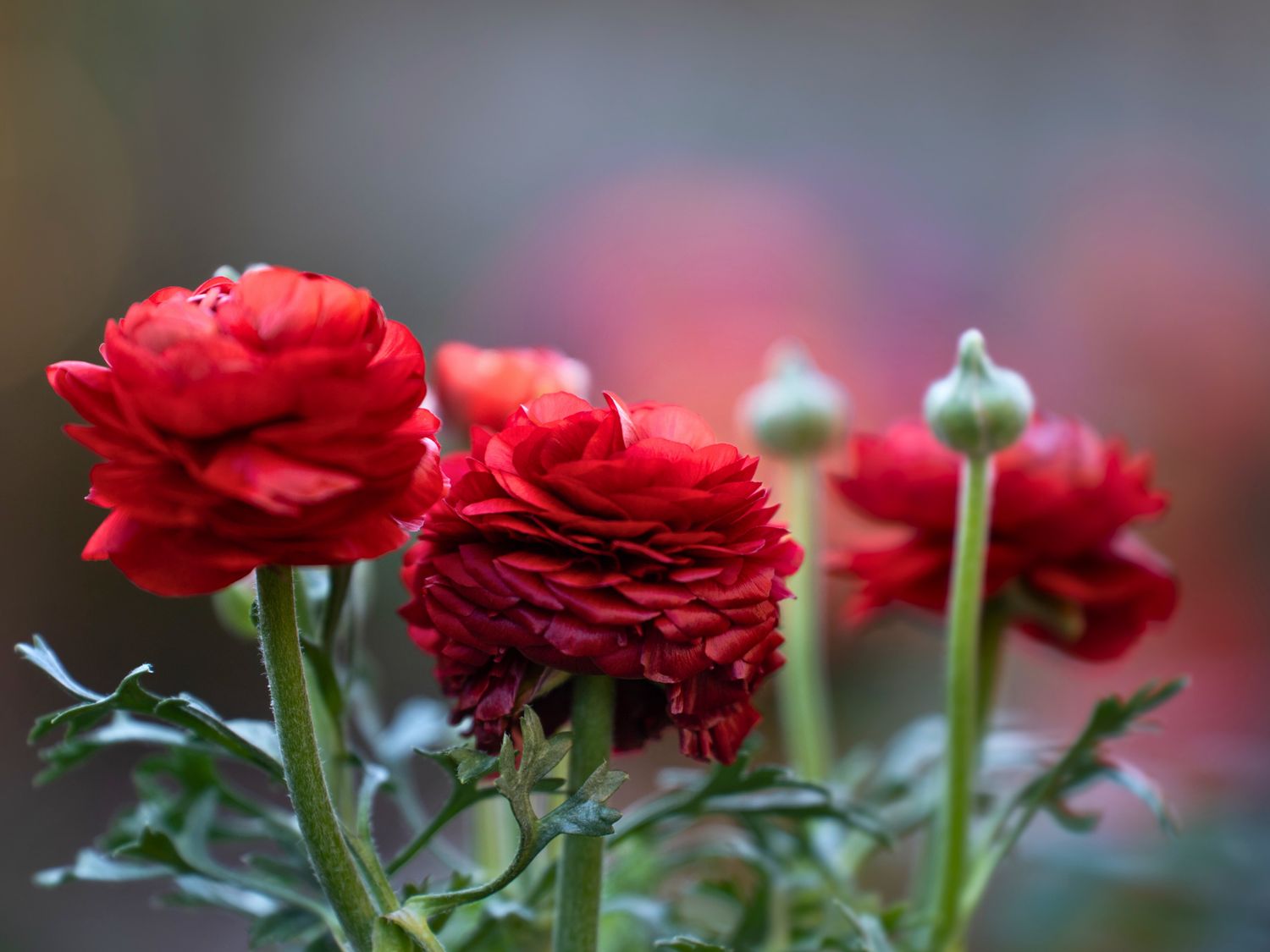 Ranunculus