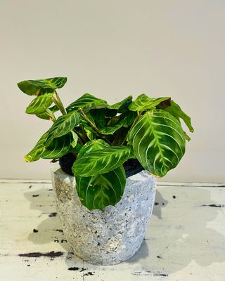 Prayer Plant Lemon and lime
