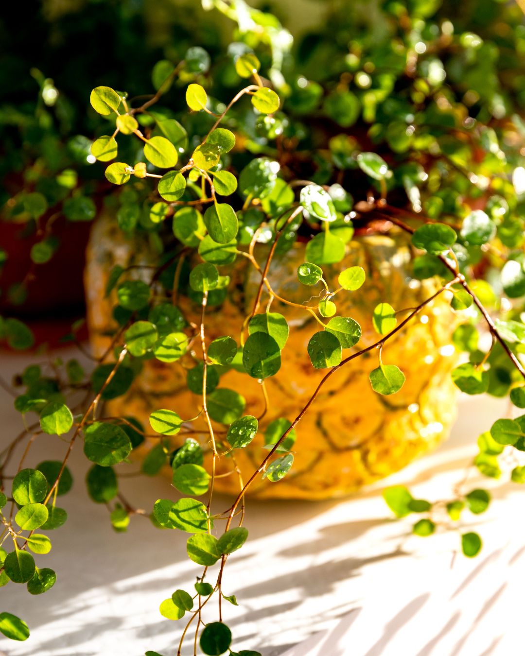 Angel Vine