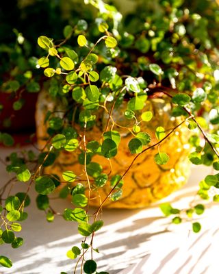 Angel Vine