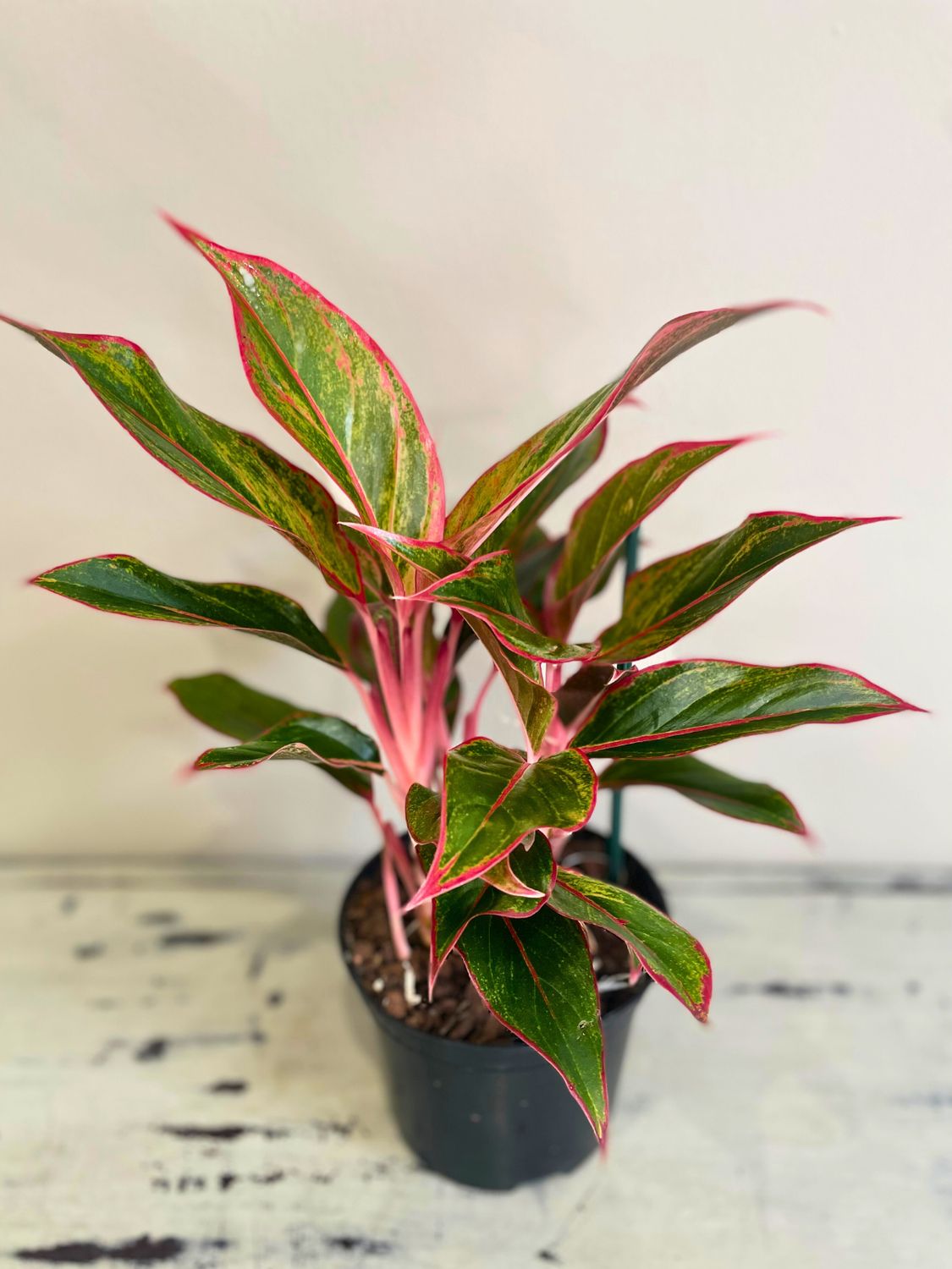 Chinese Evergreen - King of Siam, Choose your size and pot: 14cm Standard nursery pot