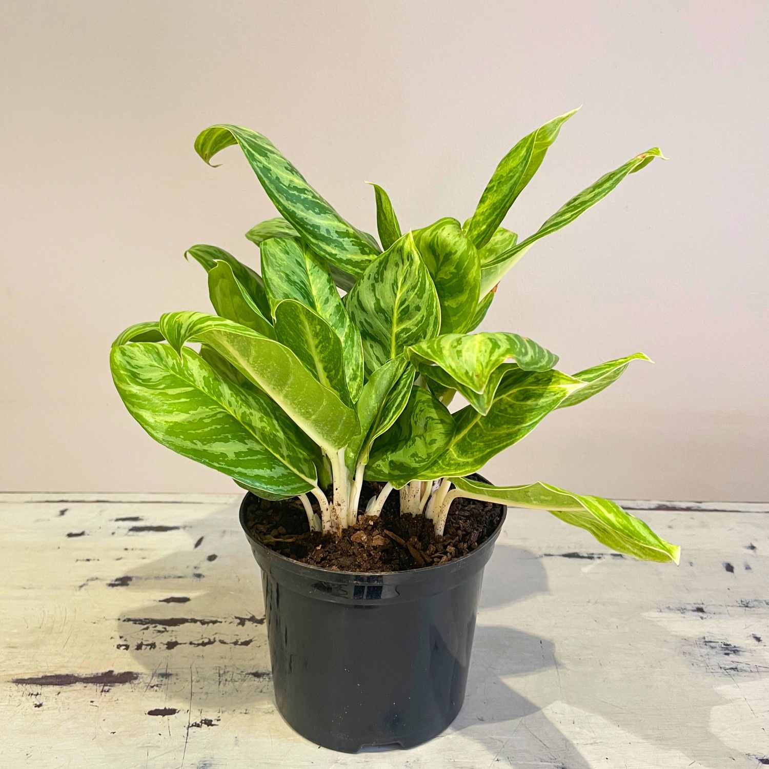 Chinese Evergreen - Golden spoon, Choose your size and pot: 14cm Standard nursery pot
