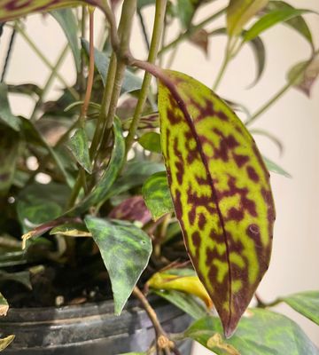 Zebra basket vine