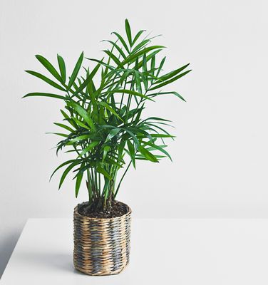 Love Palm / Parlour Palm