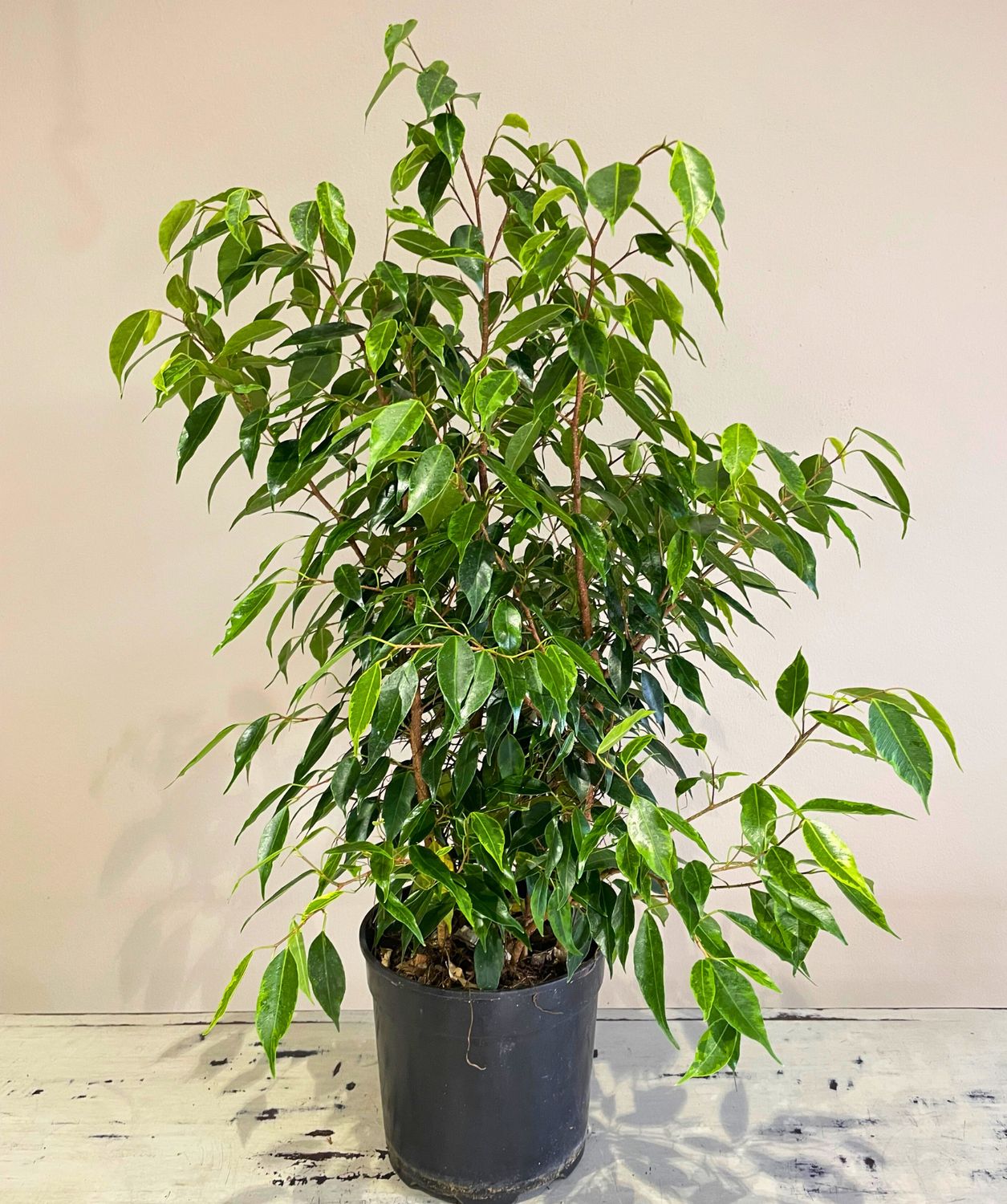 Weeping Fig Reginald