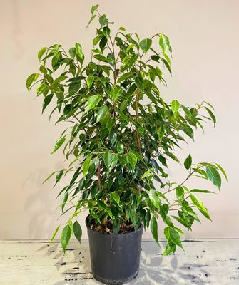 Weeping Fig Reginald