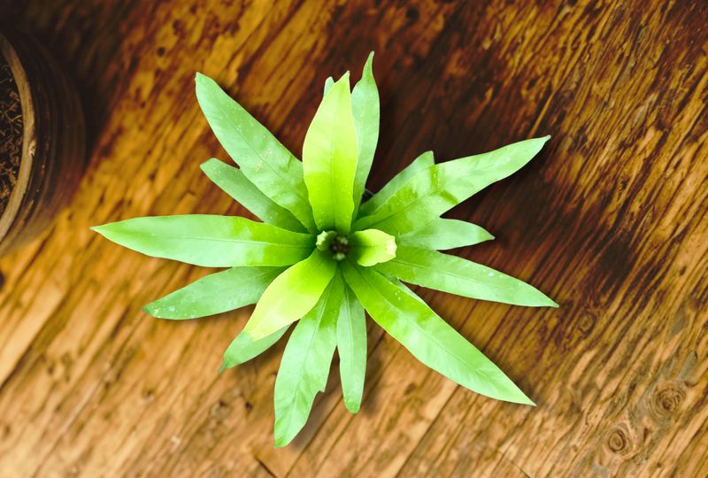 Bird's Nest Fern - Japanese